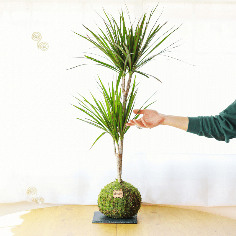 Kokedama Dracaena XL