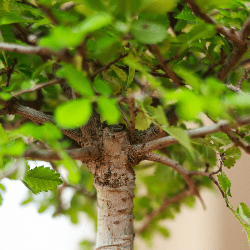 Bonsái Zelkova Parvifolia - Imagen 3