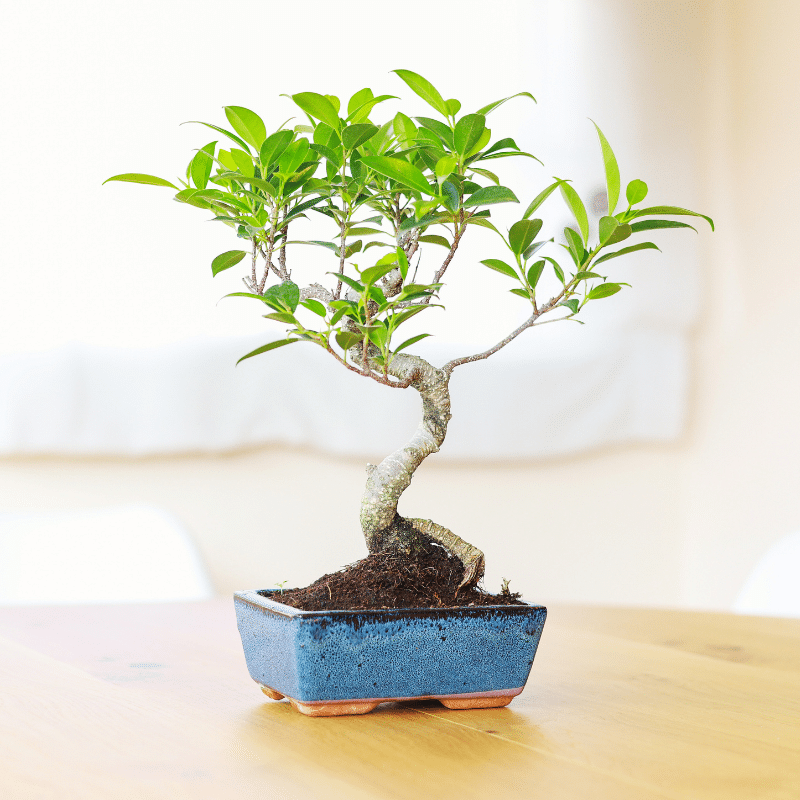 Bonsái Ficus Retusa