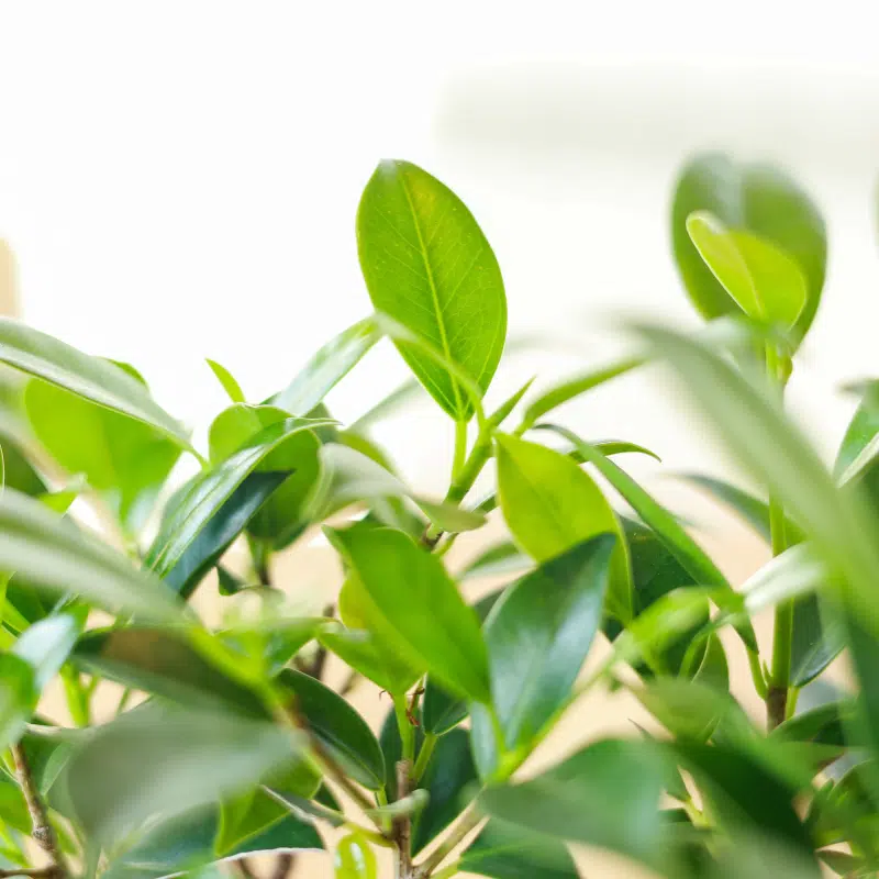 Bonsái Ficus Retusa - Imagen 3