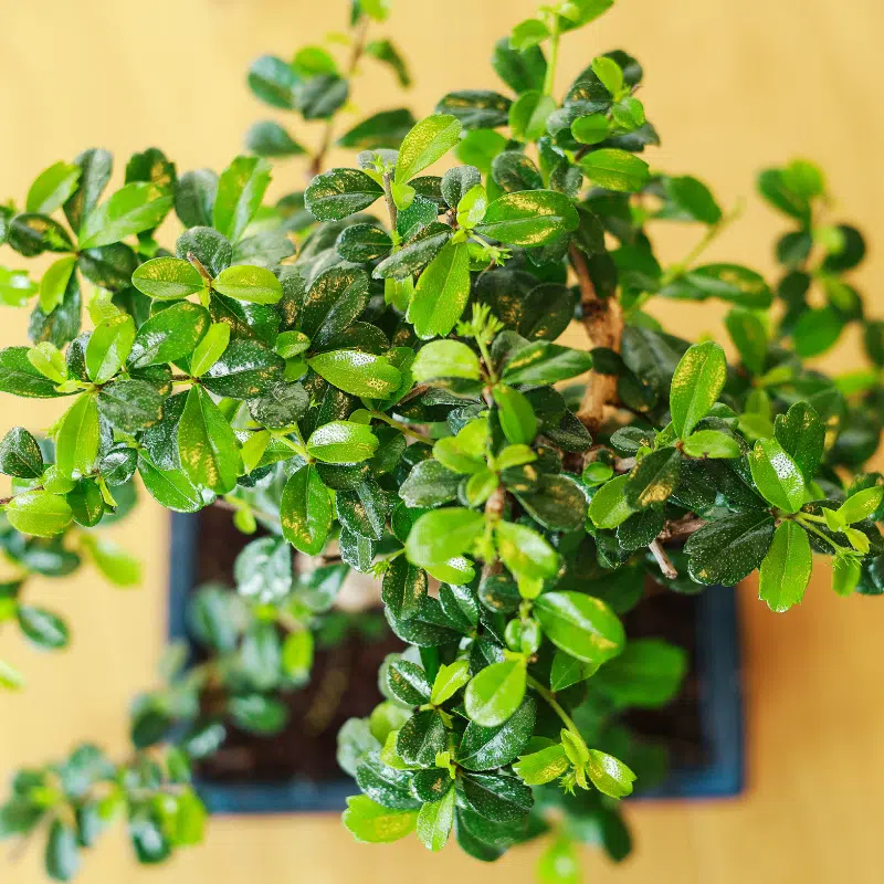 Bonsái de té de Fukien - Imagen 4