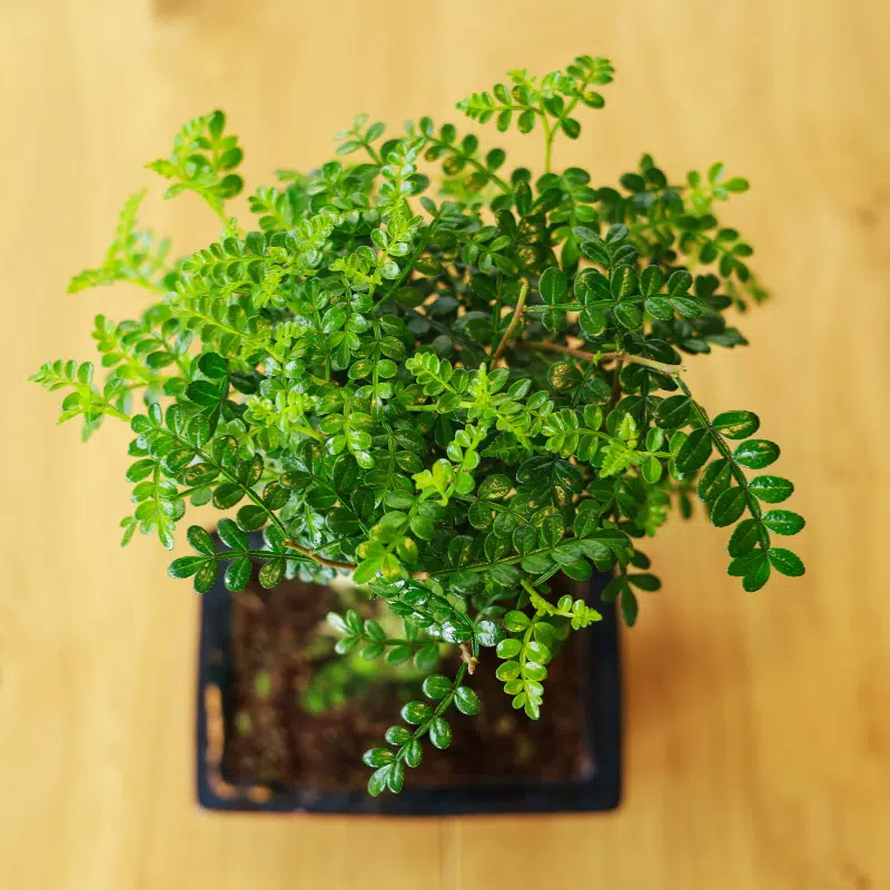 Bonsái Zanthoxylum Piperitum - Imagen 2