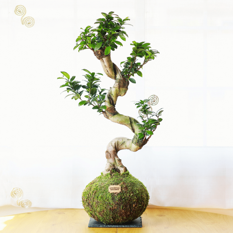 Kokedama Ficus Ginseng XL