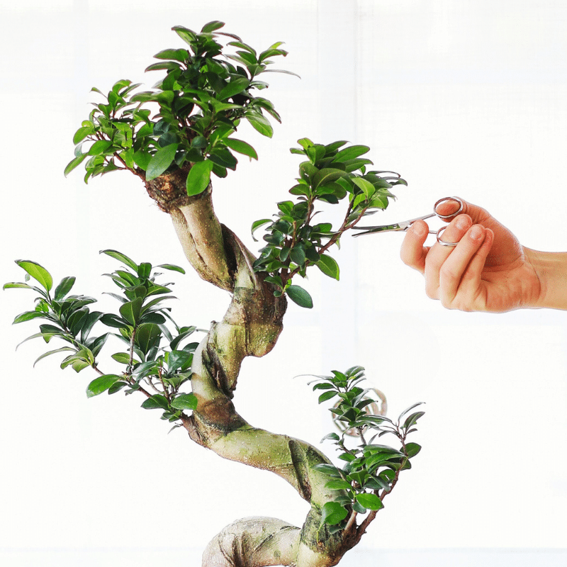 Kokedama Ficus Ginseng XL - Imagen 3