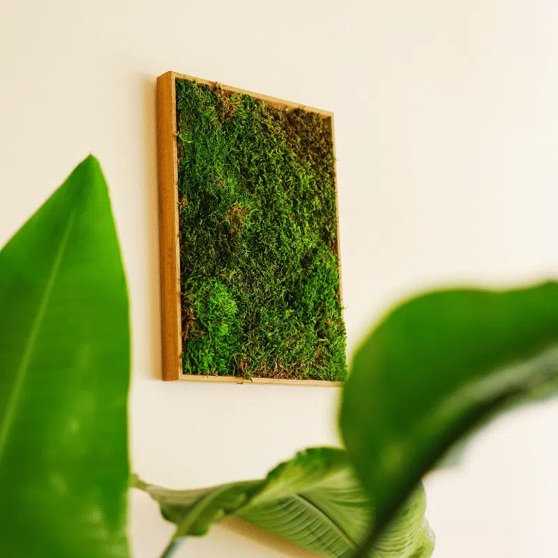 Jardín Vertical de Musgo Preservado