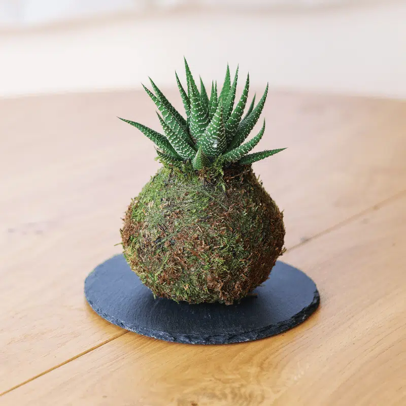 Kokedama Mini de Cactus