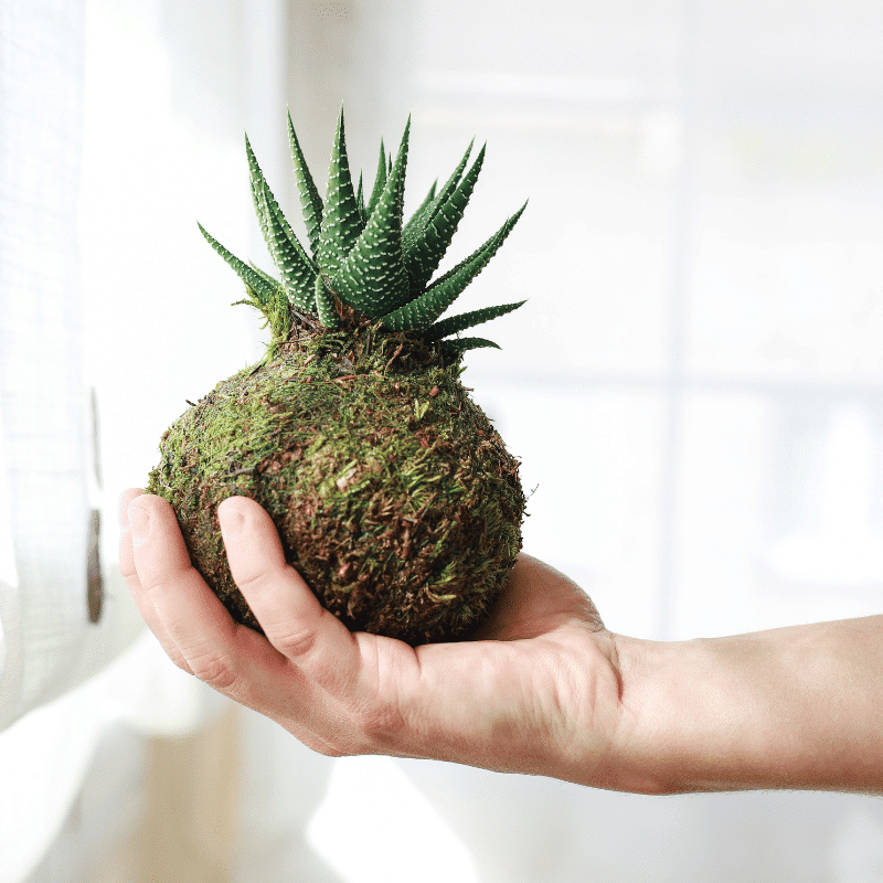 Kokedama Mini de Cactus - Imagen 2