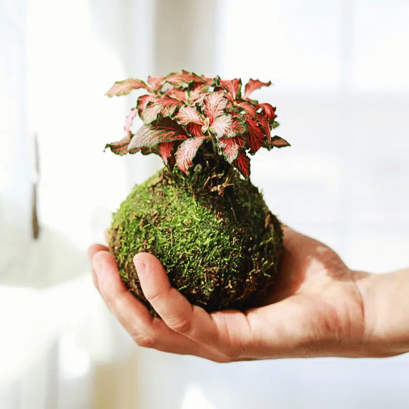 Kokedama Mini de Fittonia - Imagen 3