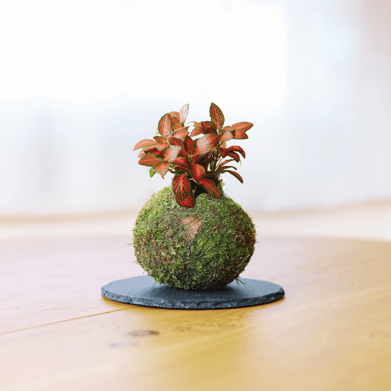 Kokedama Mini de Fittonia