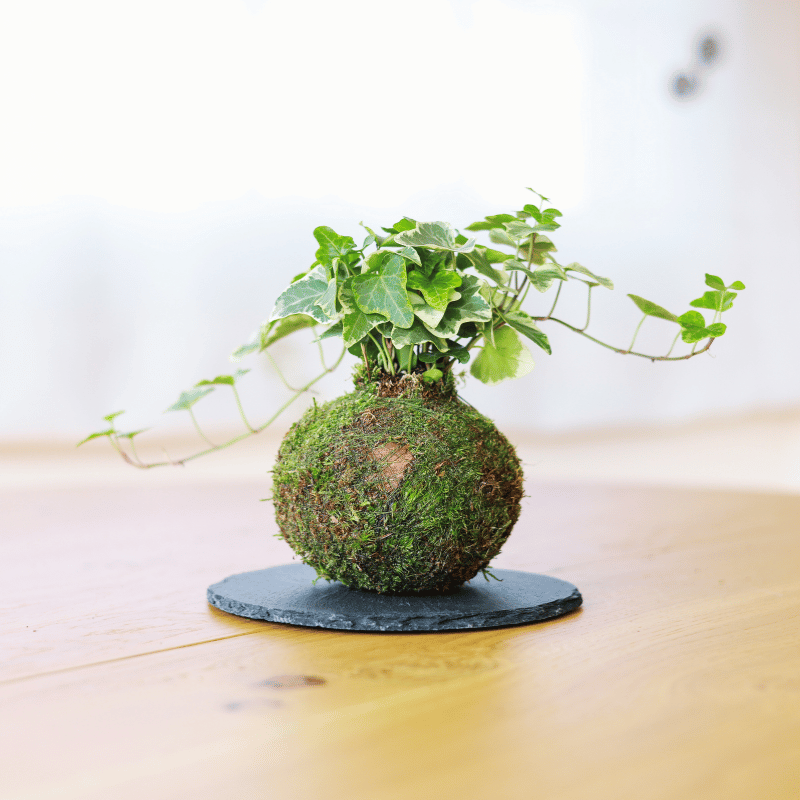 Kokedama Mini de Hiedra