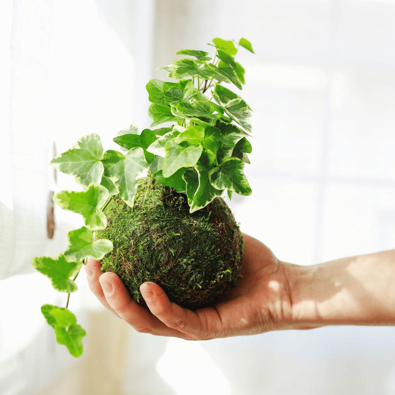 Kokedama Mini de Hiedra - Imagen 2