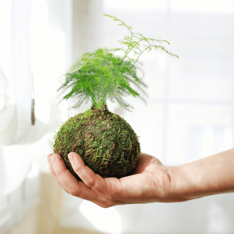 Kokedama Mini de Esparraguera - Imagen 2