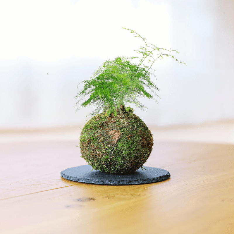 Kokedama Mini de Esparraguera