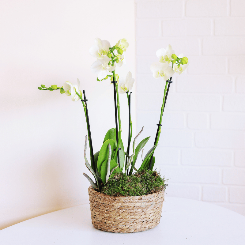 Dúo de Orquídeas - Composiciones Florales - Kokedamas Lucciana