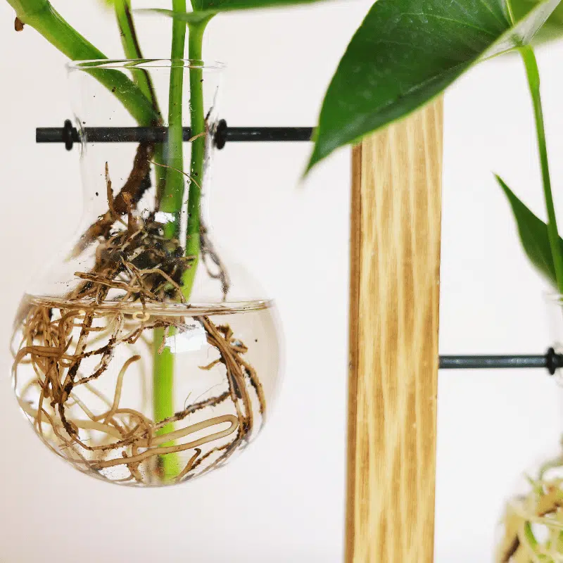 Laboratorio Verde - Imagen 3