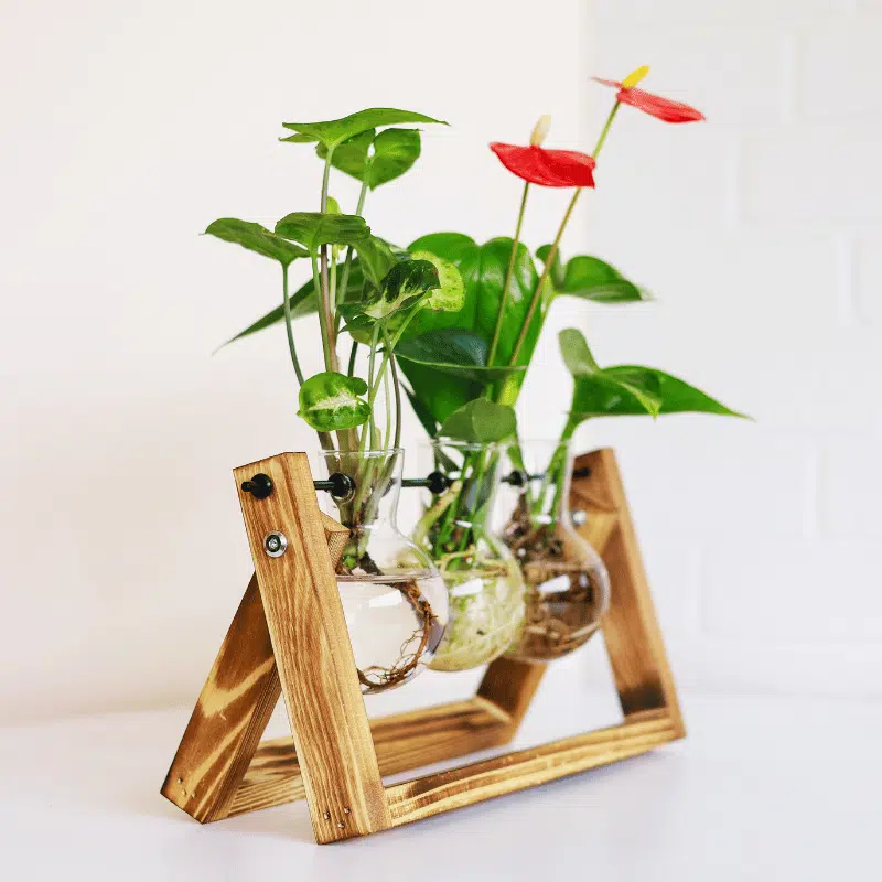 Jardín Acuático - Imagen 2