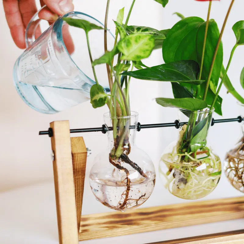 Jardín Acuático - Imagen 3