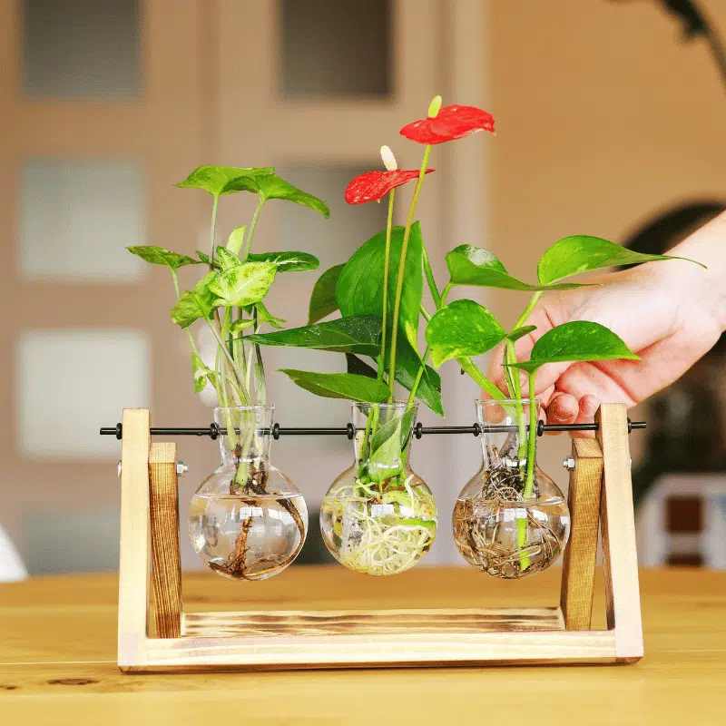 Jardín Acuático - Imagen 4