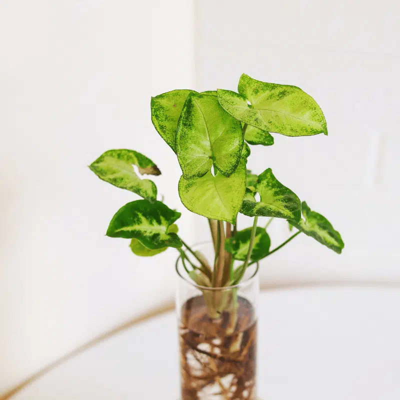 Raíces en Agua - Imagen 4