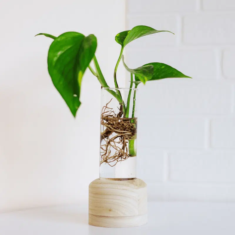 Raíces en Agua - Imagen 3