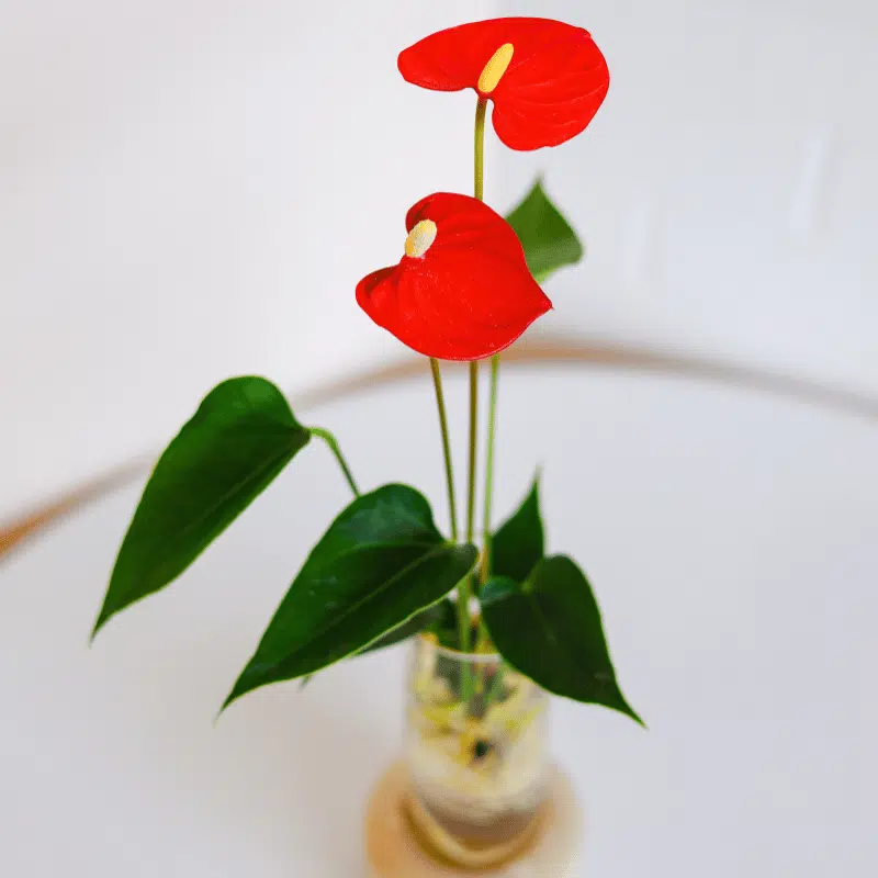 Raíces en Agua - Imagen 2