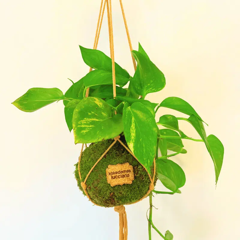 Sistema Colgante - Imagen 4