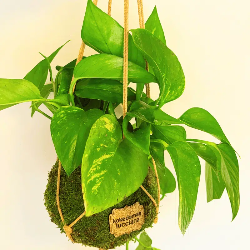 Kokedama Potus - Imagen 4