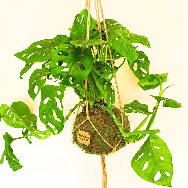 Sistema Colgante - Imagen 3