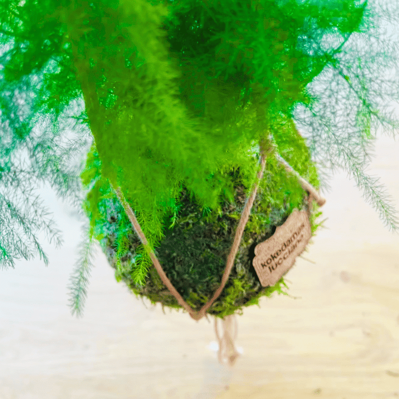 Kokedama Esparraguera - Imagen 3