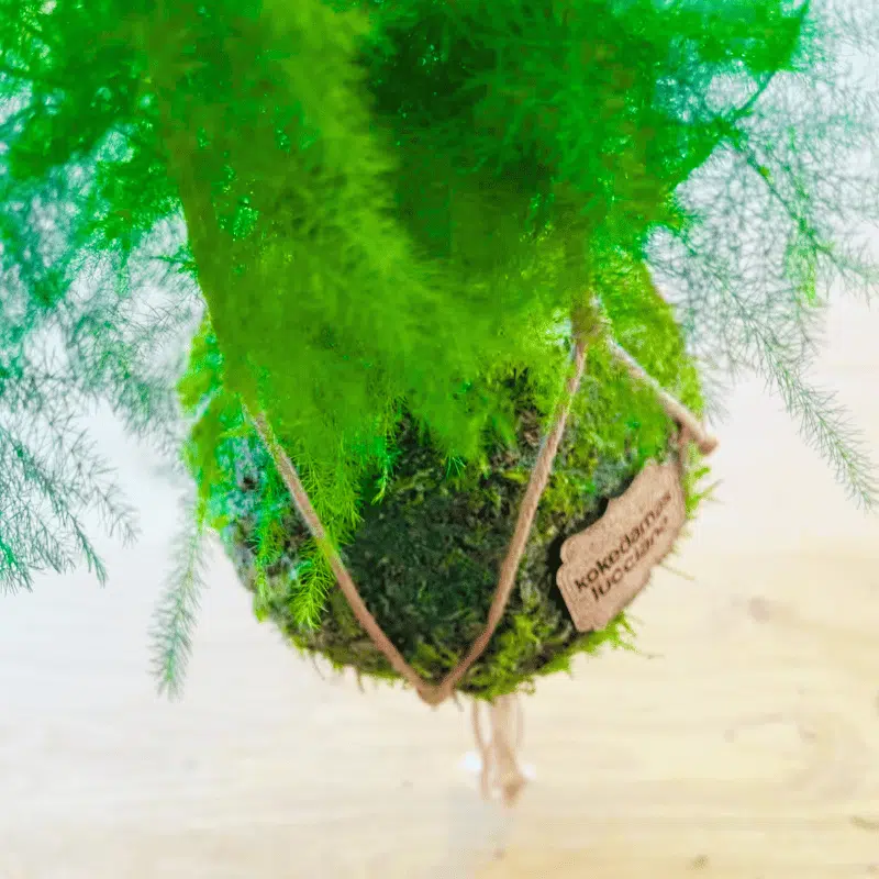 Sistema Colgante - Imagen 2