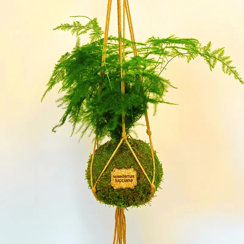 Kokedama Esparraguera - Imagen 5