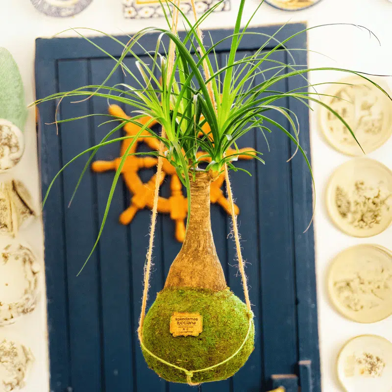 Kokedama Beaucarnea - Imagen 5