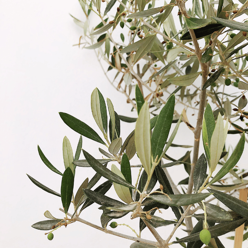Bonsai Olivo - Kokedamas Lucciana