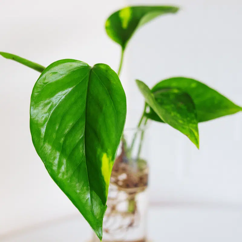 Esqueje Potus - Imagen 2