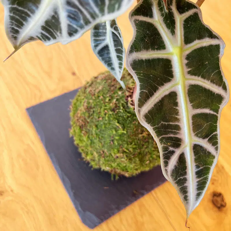 Kokedama de Alocasia - Imagen 4