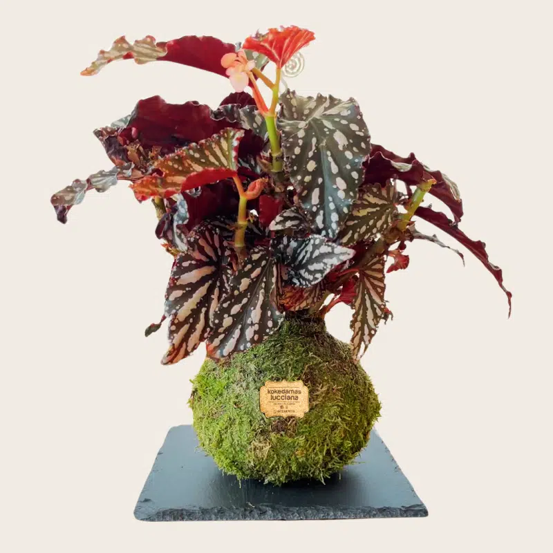 Kokedama de Begonia - Imagen 2