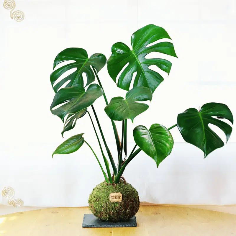 Kokedama Monstera XL