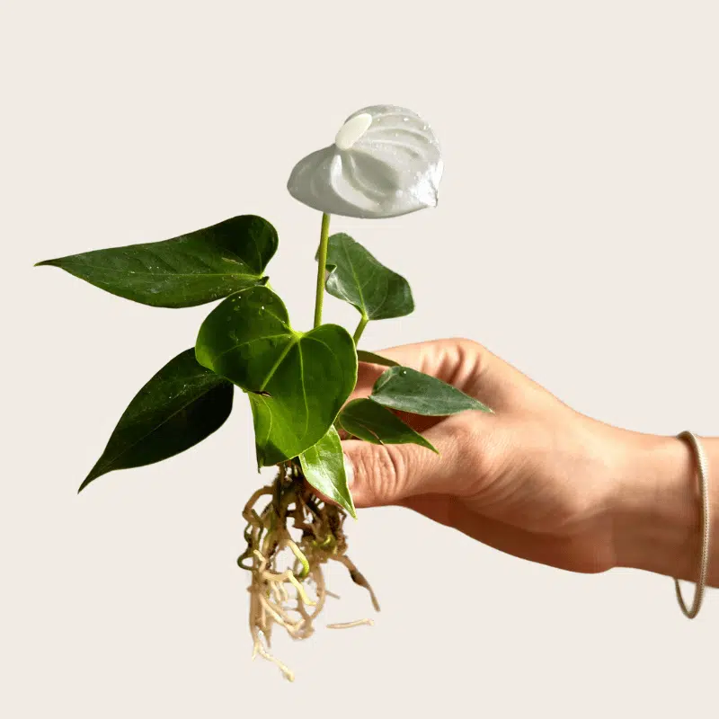 Esqueje Anturio Blanco