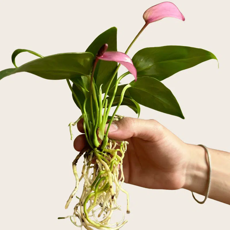 Esqueje Anturio Morado