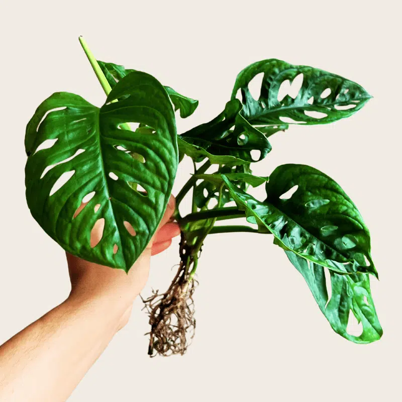 Esqueje Monstera