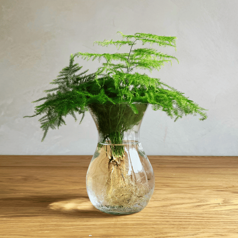 Plantas en Agua