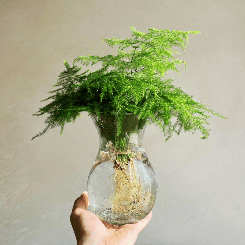 Plantas en Agua - Imagen 5