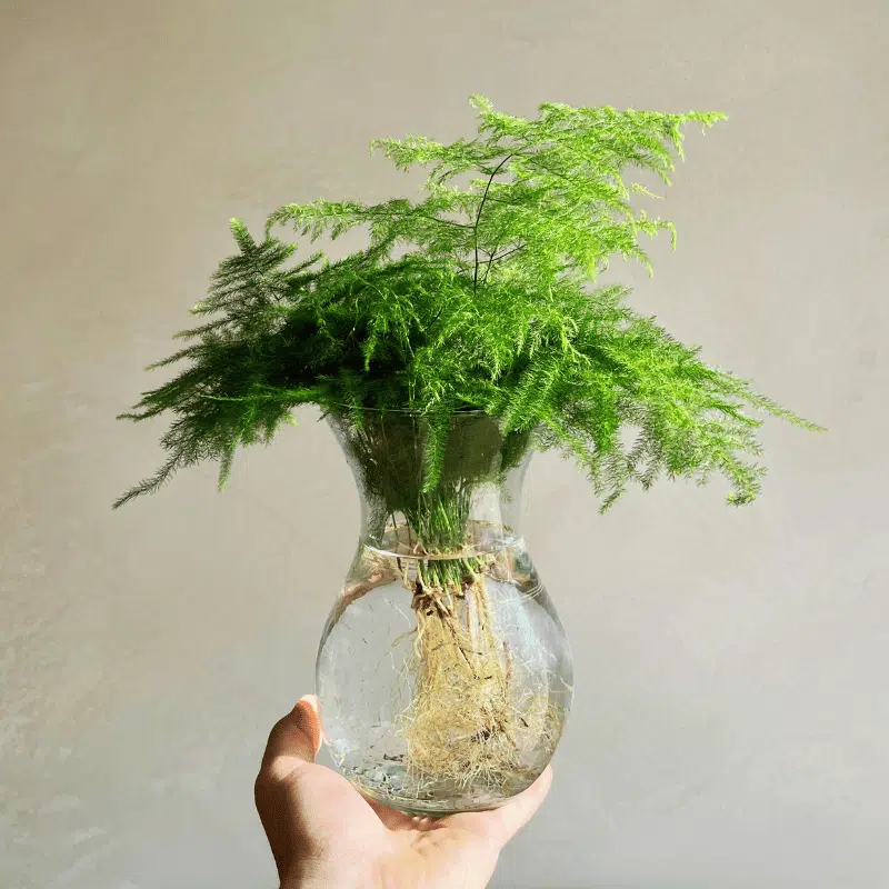 Plantas en Agua XL - Imagen 5