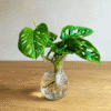 Monstera