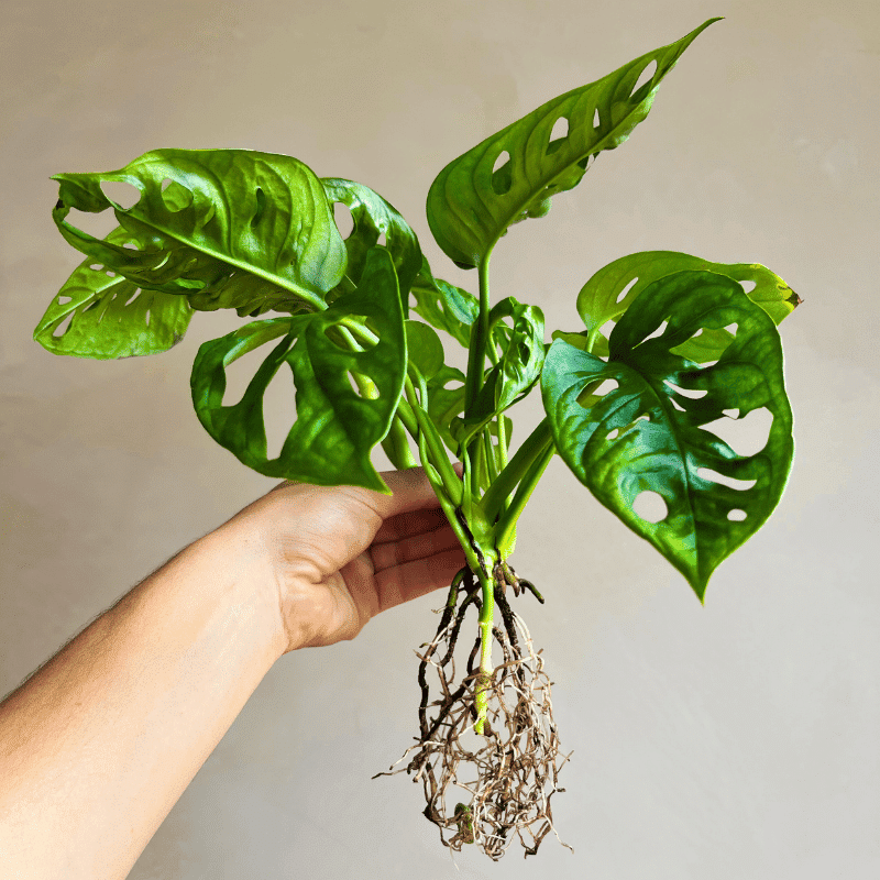 Plantas en Agua - Imagen 4