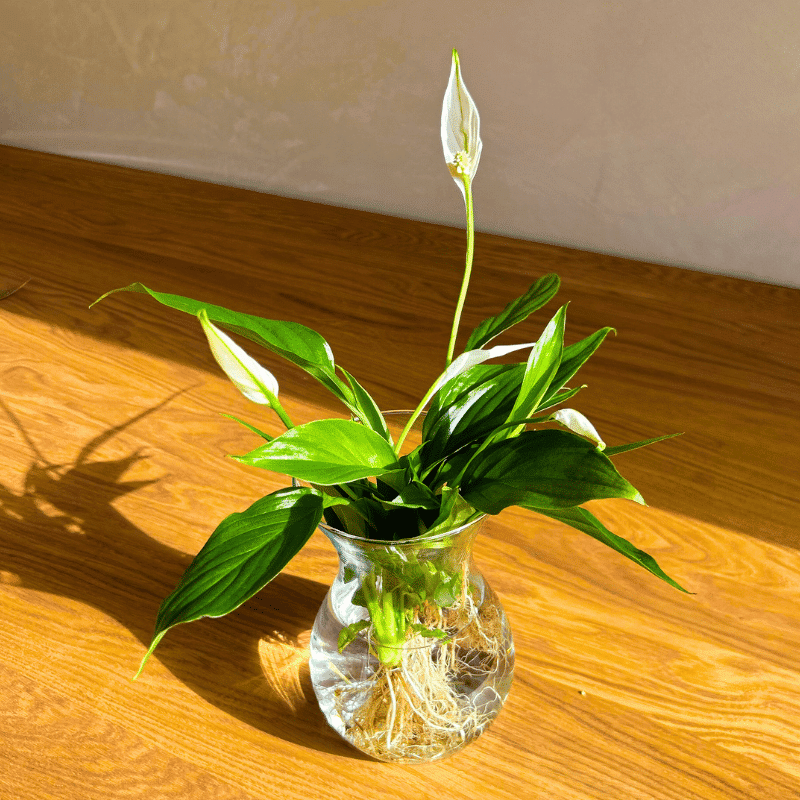 Plantas en Agua - Imagen 2