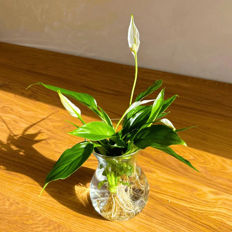 Plantas en Agua XL - Imagen 2