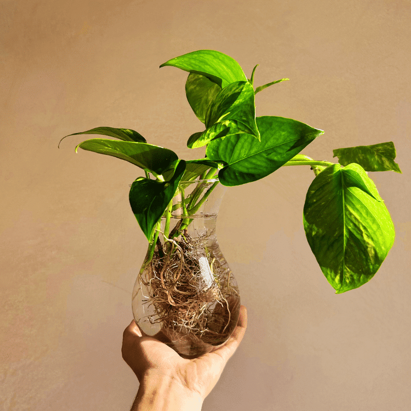 Plantas en Agua - Imagen 3