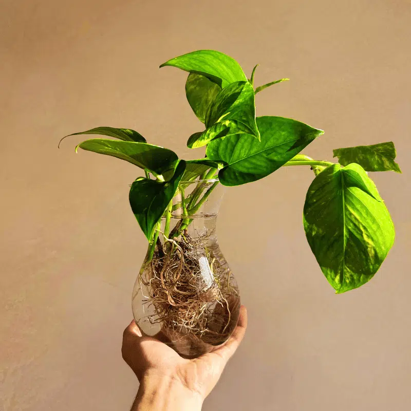 Plantas en Agua XL - Imagen 3