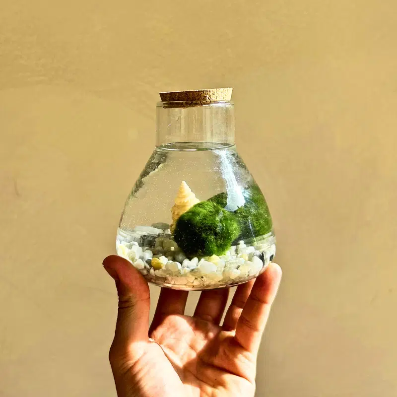 Ball Moss - Imagen 6